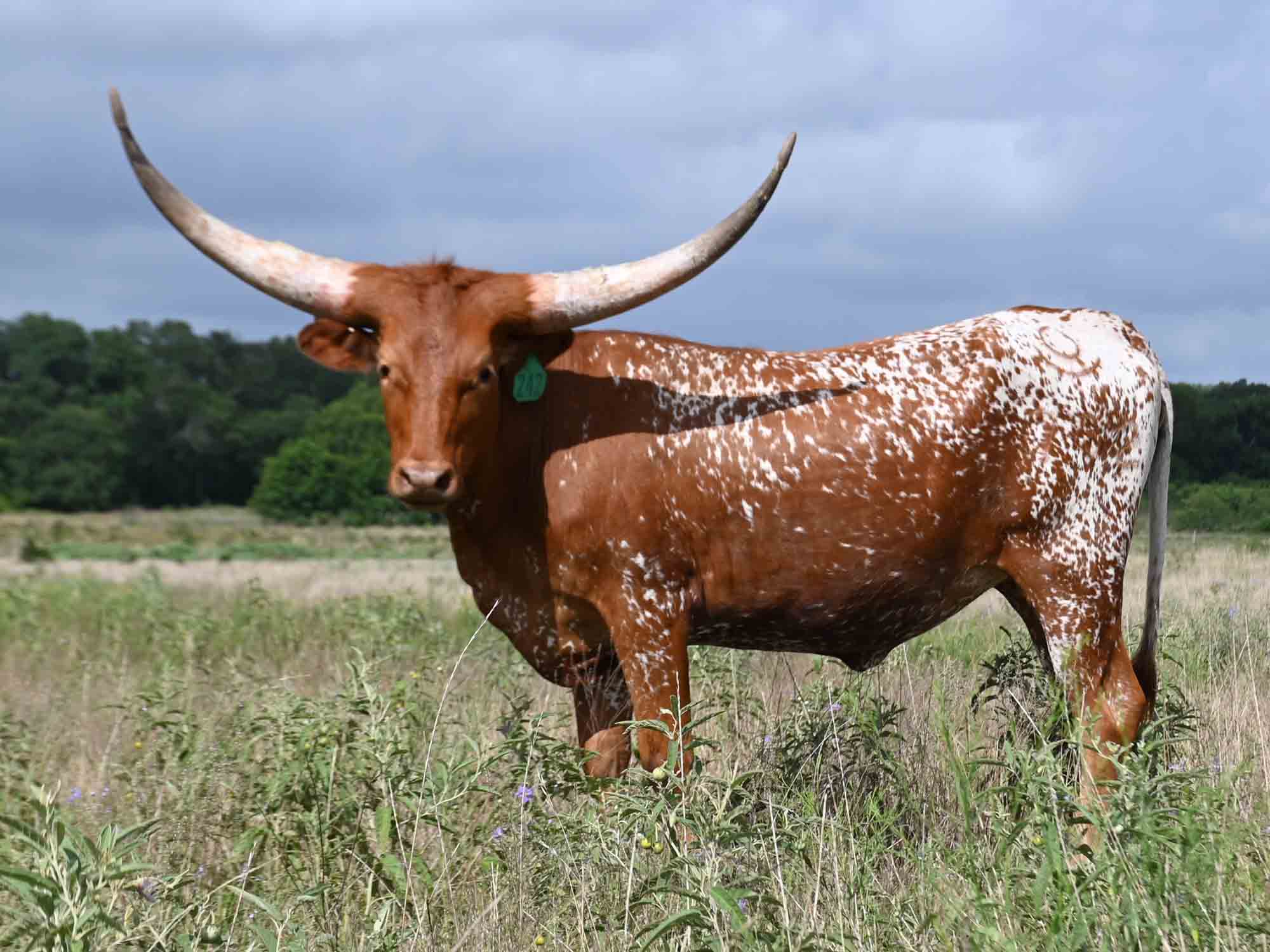 Rocking O Longhorns Texas Longhorn heifer calves for sale